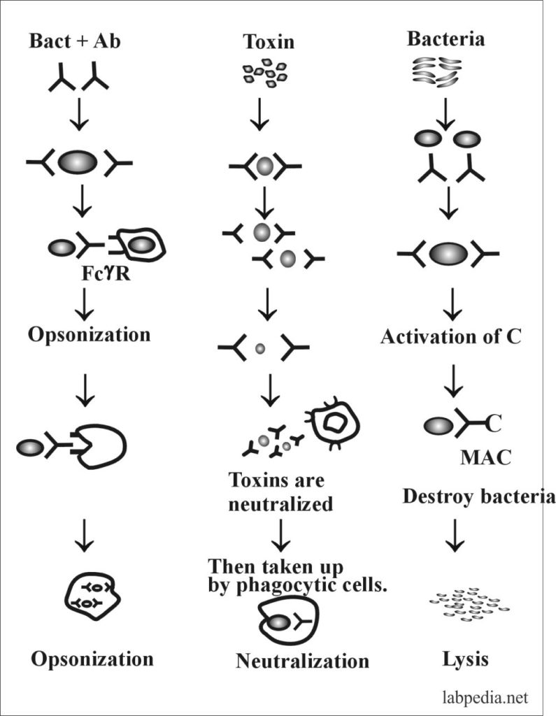 Fig 31: Antibody role in defense
